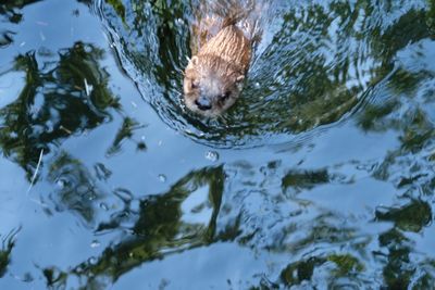 Duck swimming in water