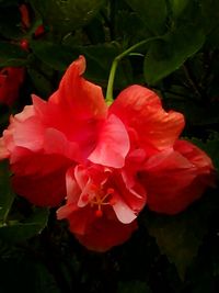 Close-up of red flower