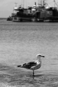 Seagull on a sea