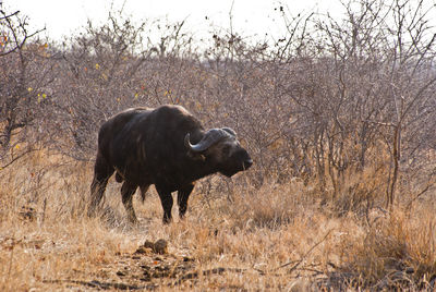 View of a buffelo on field