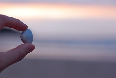 Cropped hand holding clam against sky during sunset