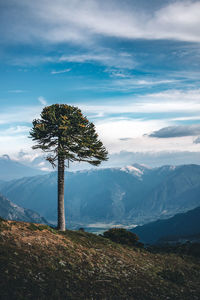 View of tree on landscape against mountain range