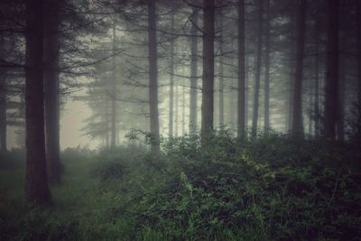 Pine trees in forest