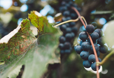 Close-up of grapes growing on tree