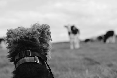 Rear view of dog against cow on field