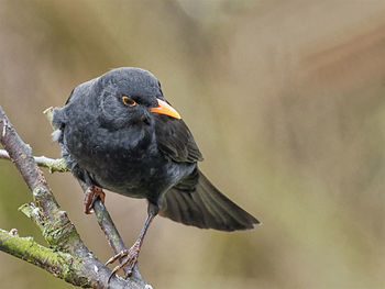 Close-up of bird perching on a branch