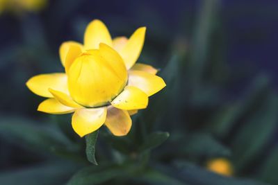 Close-up of yellow flowering plant