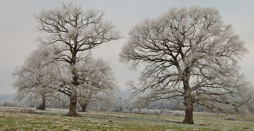 Bare trees on landscape against sky