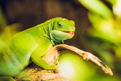 Close-up of green lizard on tree