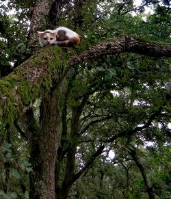 Low angle view of squirrel on tree in forest