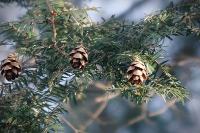 Baby pine cones