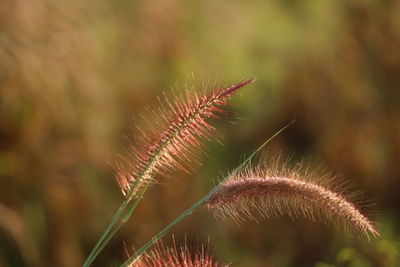 Close-up of plant