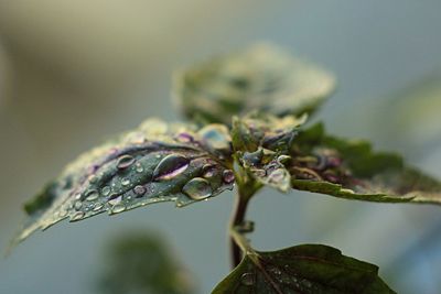 Close-up of raindrops on leaves