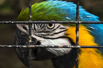 Close-up of a bird perching