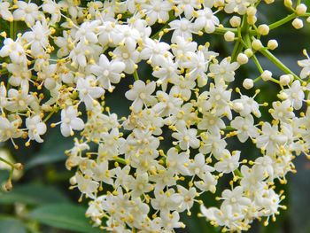 Close-up of white flowering plant