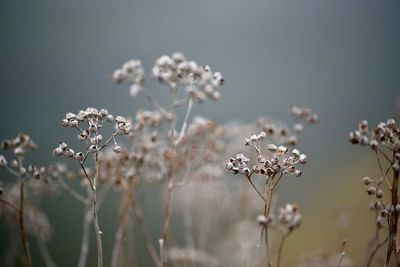 Close-up of white flowers blooming outdoors