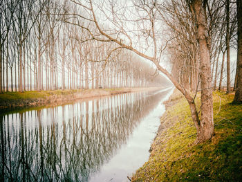 Scenic view of lake amidst trees in forest