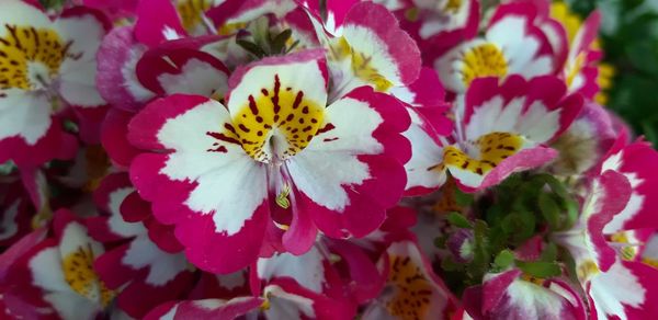 Close-up of pink flowering plants