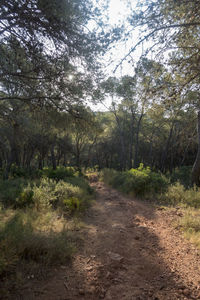 Trees growing in forest