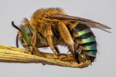 Close up of blue bottom bee amegilla cingulata