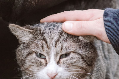 Cropped hand of man holding cat