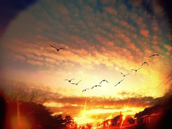 Low angle view of bird flying in sky at sunset