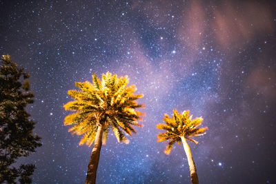 Low angle view of palm trees against sky at night