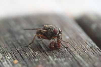 Close-up of housefly feeding on table