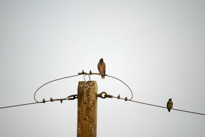 Low angle view of bird perching on pole against clear sky