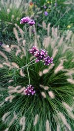 Close-up of flowers blooming outdoors