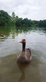 Duck swimming on lake against sky