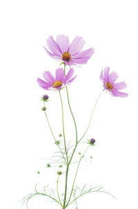 Close-up of pink flowers