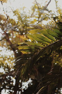 Close-up of flower tree