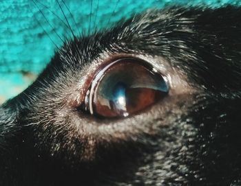 Close-up of dog eye