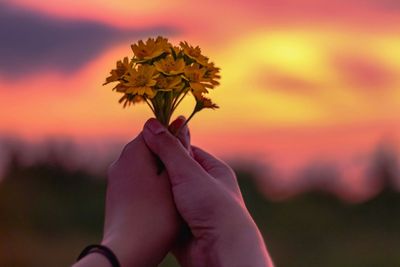 Close-up of hand holding plant at sunset