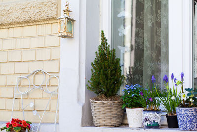 Potted plants on window sill of building