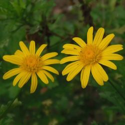 Close-up of yellow flower