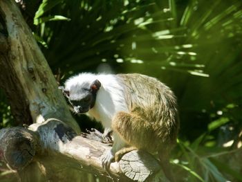 Tamarin monkey on tree during sunny day