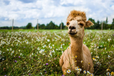 Portrait of dog on field against sky