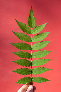 Cropped hand of woman holding leaf