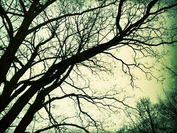 Low angle view of bare trees against sky