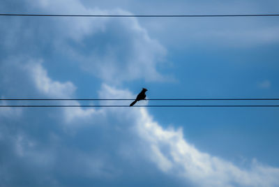 Low angle view of bird perching on cable against sky