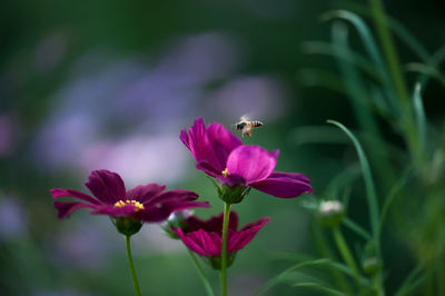 Close-up of bee pollinating on pink flower