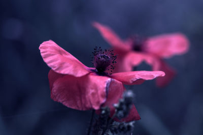 Close-up of red flower