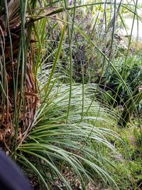 High angle view of bamboo trees on field