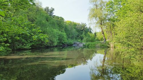 Reflection of trees in lake