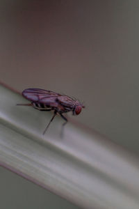 Close-up of fly