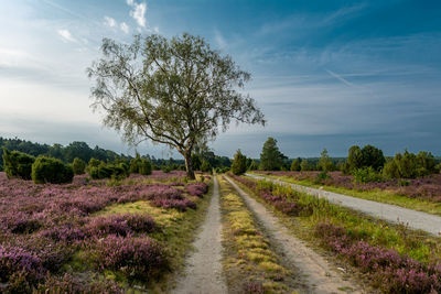 View of plants on field against sky