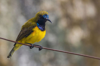 Close-up of bird perching on cable