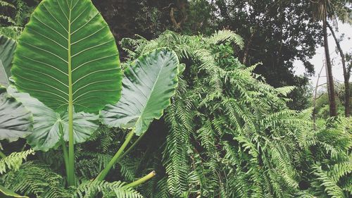 Close-up of fresh green leaves on tree in forest